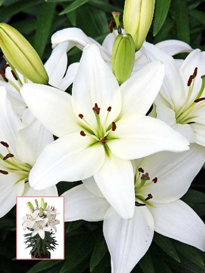 Цибулина лілії азіатської горщикової Тайні Аваланч 1 шт. 