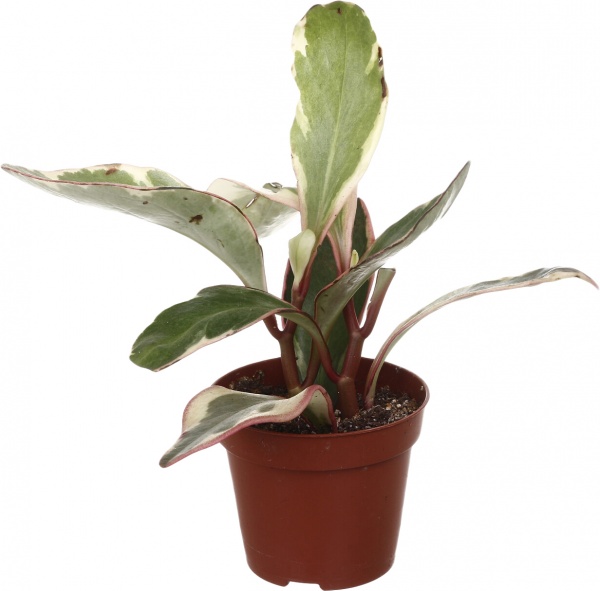 Рослина кімнатна Плантмікс 09//20