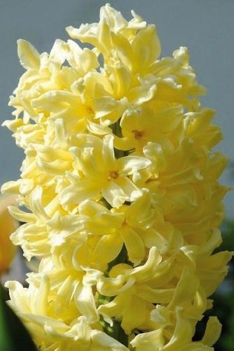 Цибулина Яскрава City of Haarlem 2 шт. 