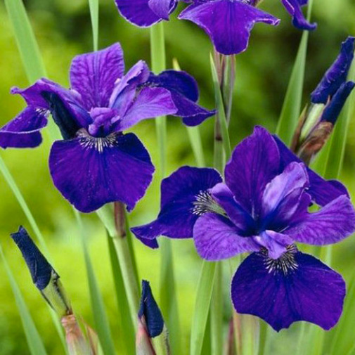Растение Ирис сибирский Caesar`s Brother С3