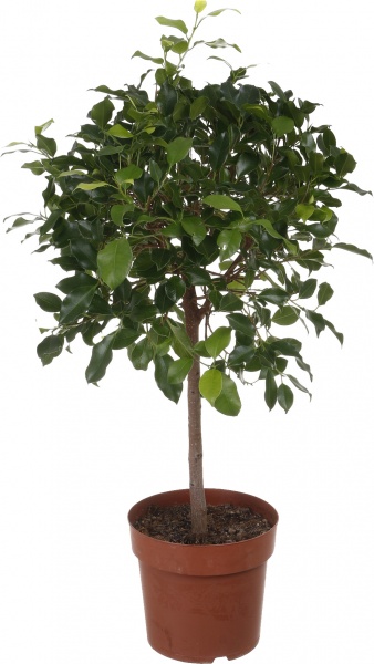 Растение комнатное Фикус нитида штамб d22/h90