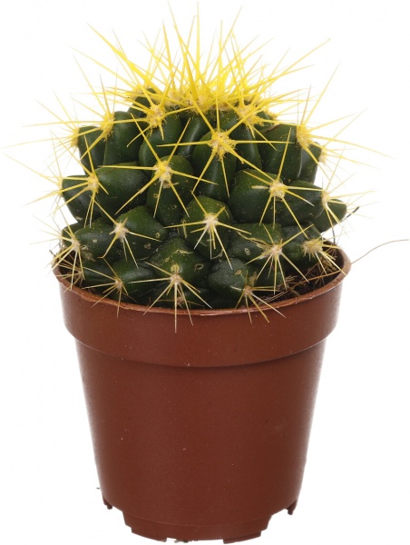 Растение Eхинокактус колор d5,5/h8