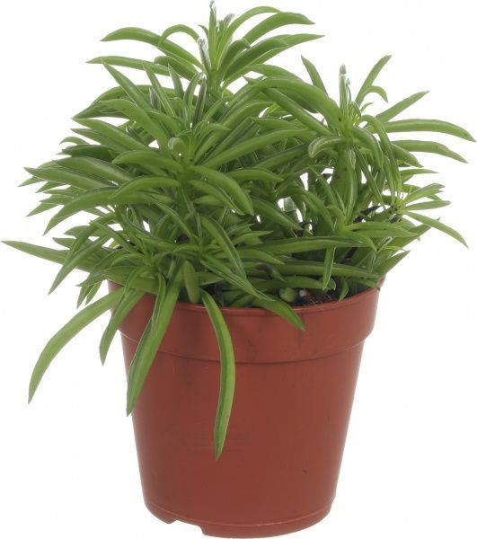 Рослина Суккулент мікс 12/15