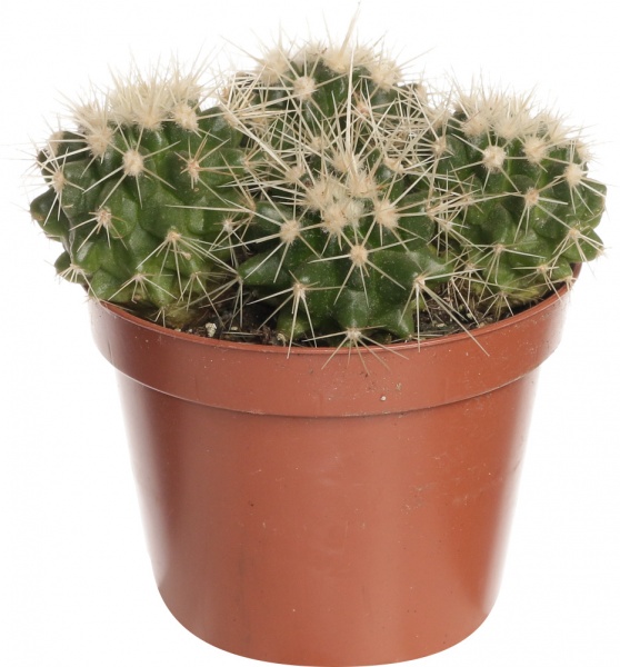 Растение Кактус микс 10/15