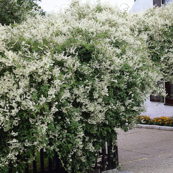 Растение Фалопия d17/h70