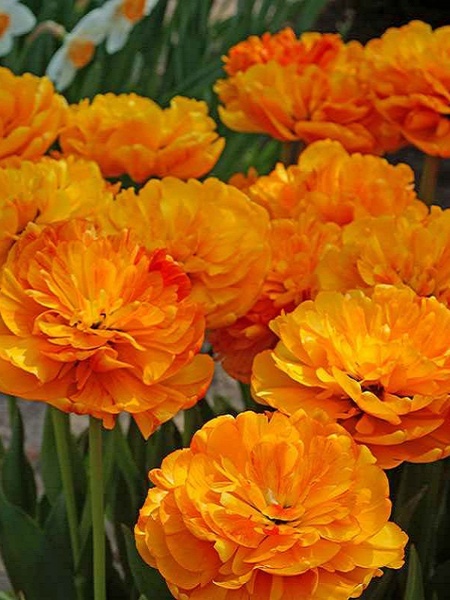 Луковица TUBERBULB Export B.V. тюльпана махрового позднего Сан Лавер 3 шт. 