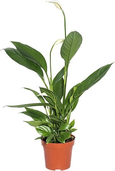 Растение комнатное Спатифиллум 12x45 см