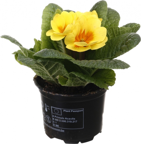 Растение комнатное Примула Acaulis 10/15