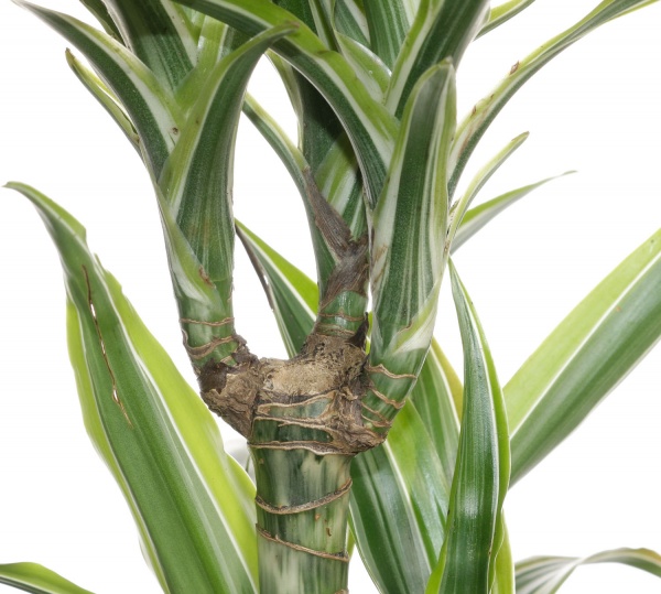 Рослина кімнатна Драцена Лемон Лайм 2pp 17/75