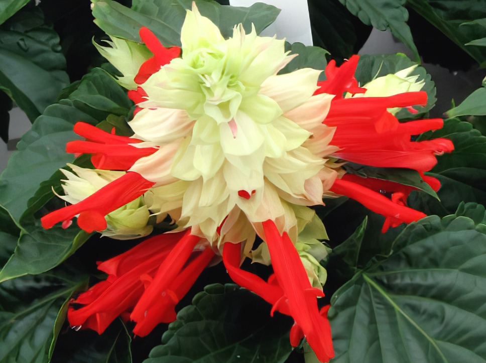 Растение Сальвия спленденс Уника d9