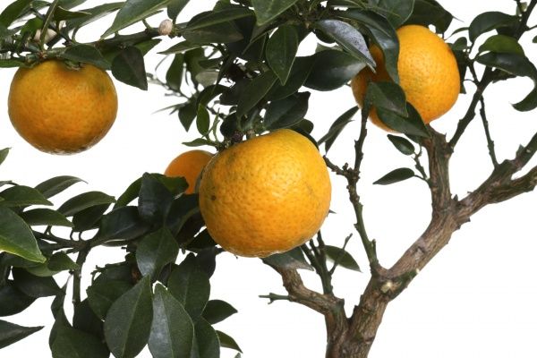 Растение комнатное Цытрус 21х100 см