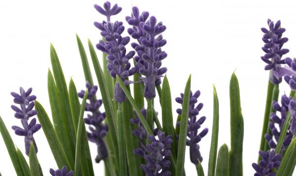 Рослина штучна Весняна трава HONGYE A7-03704 фіолетовий