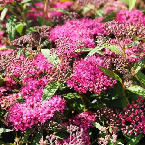 Рослина Спірея Ентоні Ватерер С2 D10-15