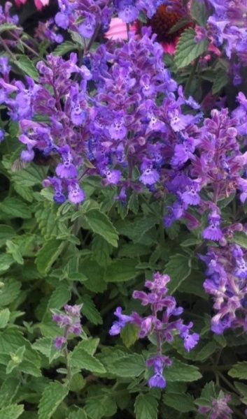 Растение Котовник Junior Walker