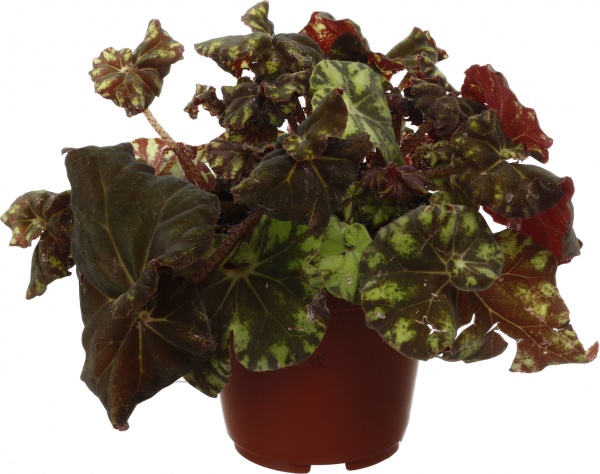 Рослина кімнатна Бегонія рекс 12/20