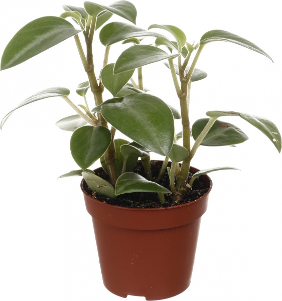 Рослина кімнатна Плантмікс 09//20