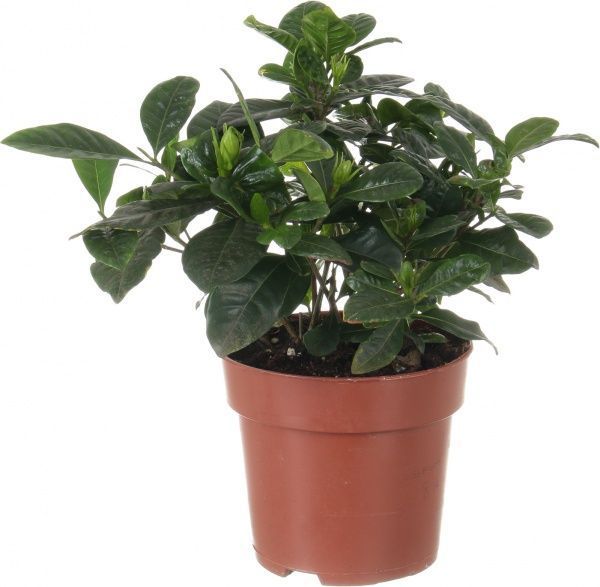 Растение Гардения jasminoides 13х25 см