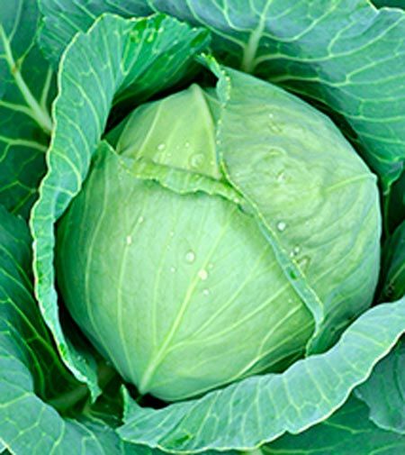 Семена Садовий Світ капуста белокочанная Амагер 1г