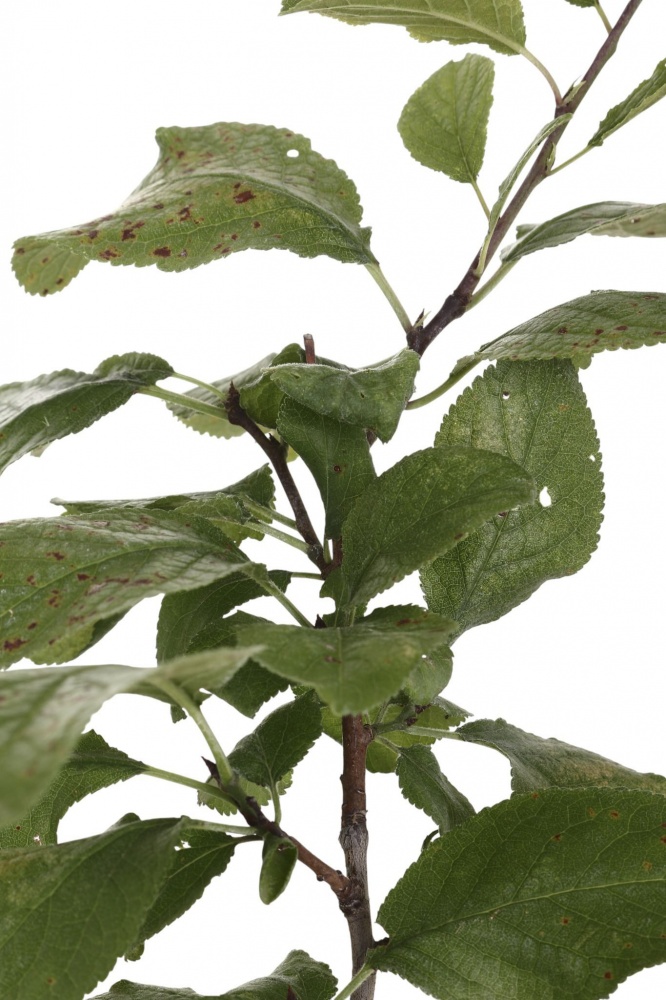 Саджанець Сливав асортименті 3 р (L.15)