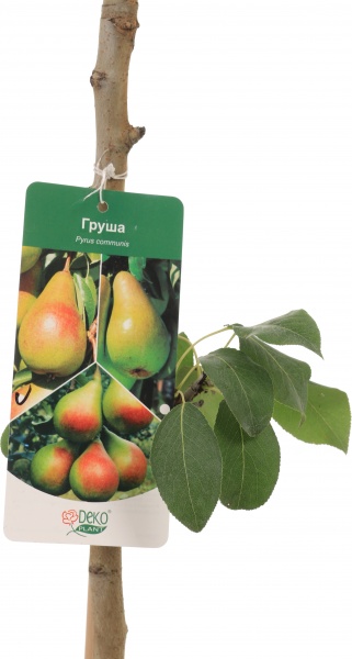 Саженец Декоплант груши 2р (C7)