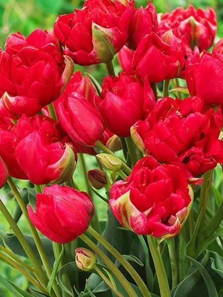 Цибулина TUBERBULB Export B.V. тюльпана повного раннього Естатік 3 шт. 