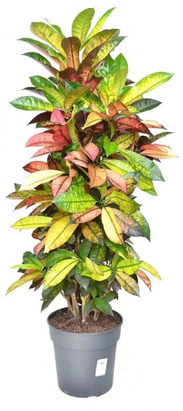 Рослина Кротон Айстон бранч d12/h40