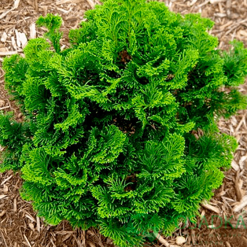 Растение Кипарисовик Meroke C2