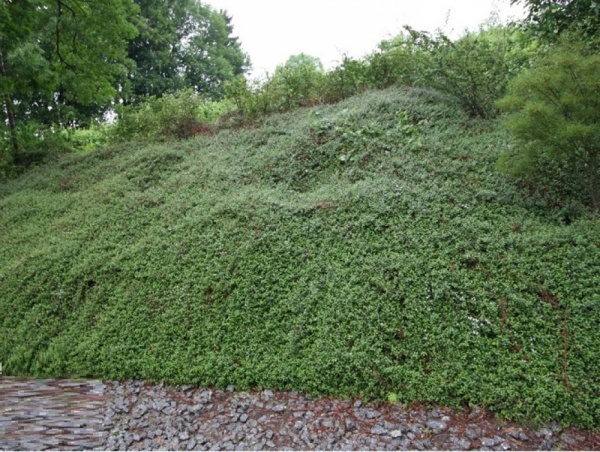 Растение Кизильник Даммера Эйхольц / Cotoneaster radicans Eichholz С4/Н 30-40