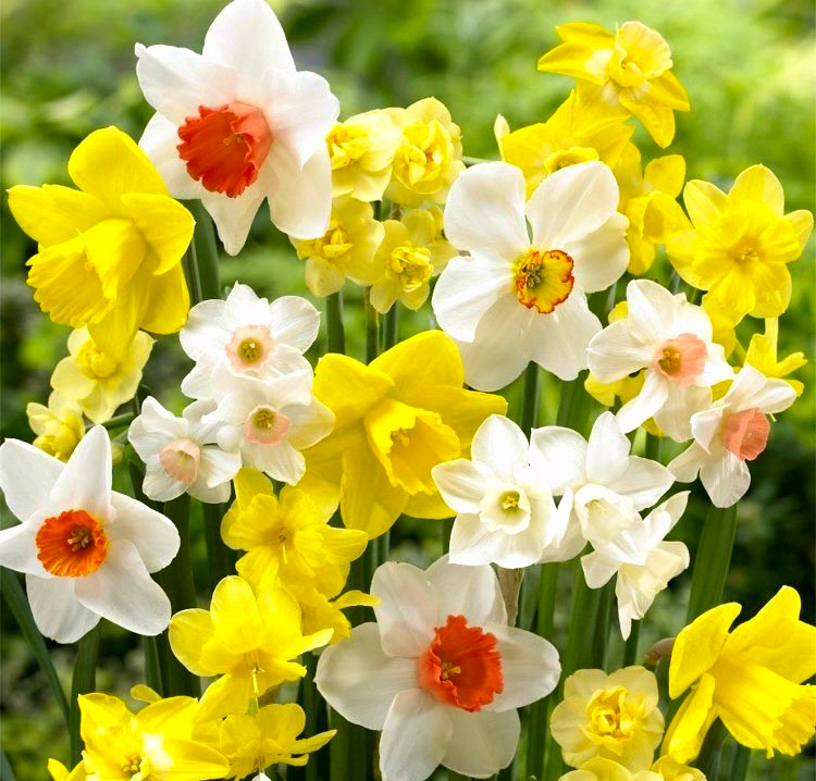 Рослина Нарцис 12x20 мікс