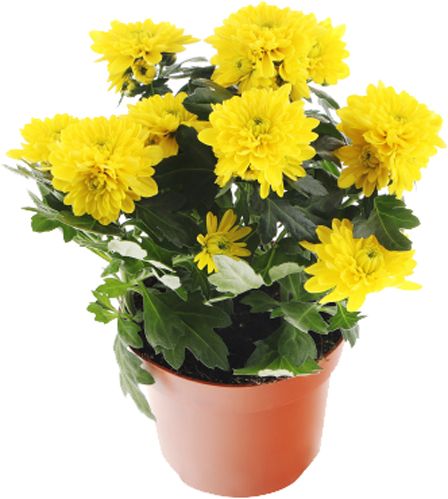 Растение Хризантема 3pp 12x25 см