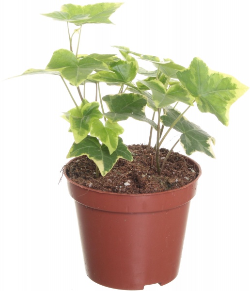 Рослина Хедера 8х15 мікс