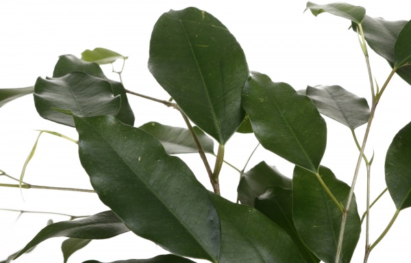 Растение комнатное Фикус Бенжамина Наташа 12/30