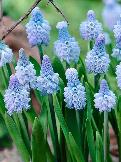 Цибулина мускарі Азуреум 5 шт. 