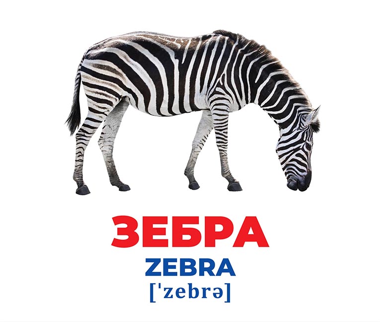 Картки навчальні «Геній з пелюшок. Тварини різних широт» 482-307-615-165-2