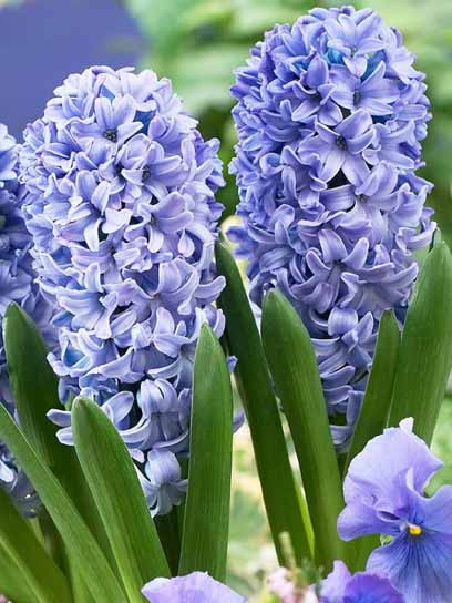 Луковица гиацинта садового Делфт Блу 2 шт. 