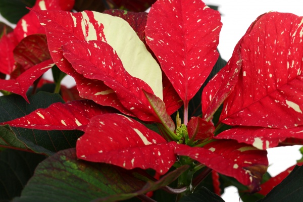 Растение Пуансеттия D20 см