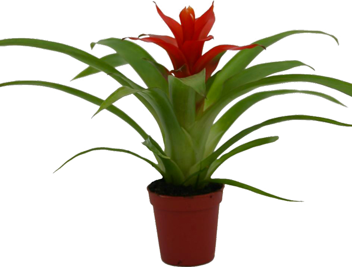 Рослина кімнатна 9x30 червона Tempo
