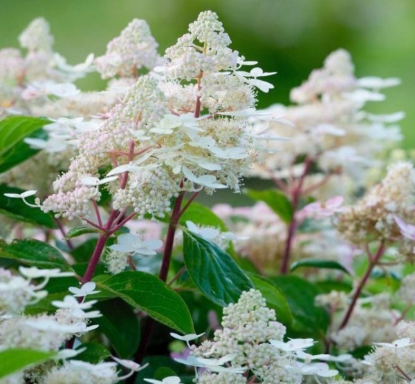 Растение Гортензия/Hydrangea paniculata Early Harry С3, H 40-60