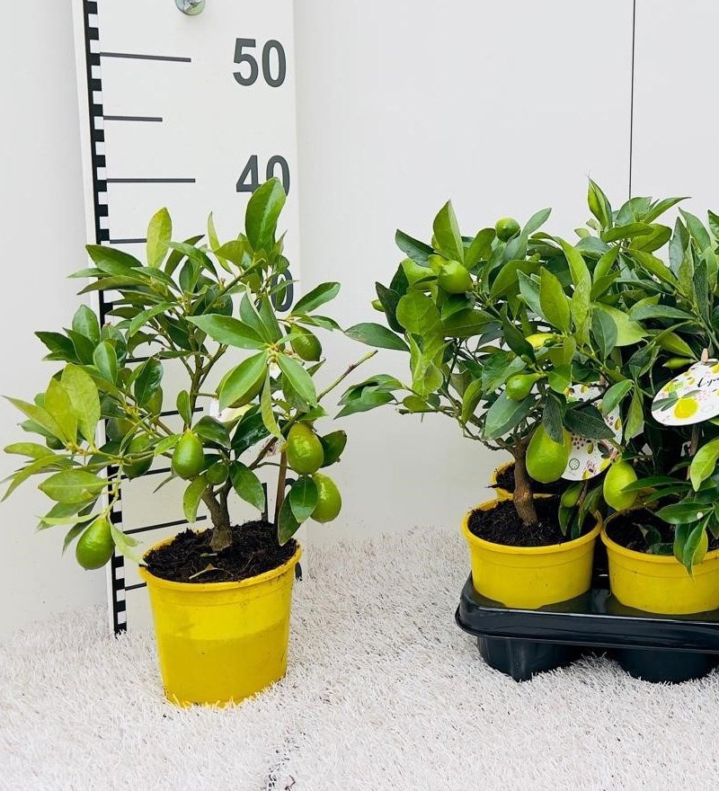 Рослина Цитрус лаймкват 12*30 на стовбурі з плодами