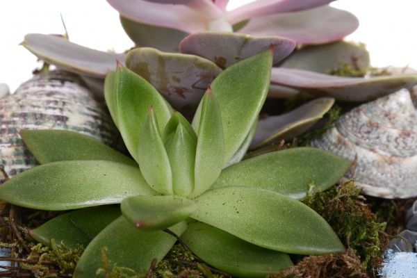 Композиція морська Сукуленти в декорі 17/20