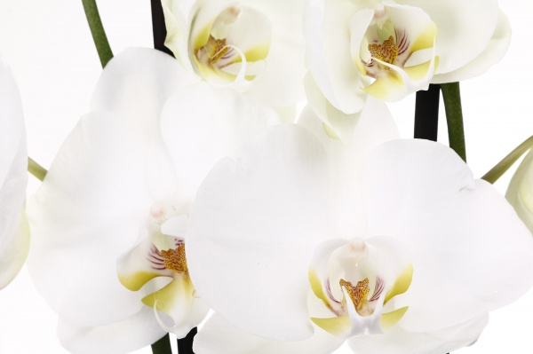 Растение Фаленопсис 12/75 2 гг элит микс