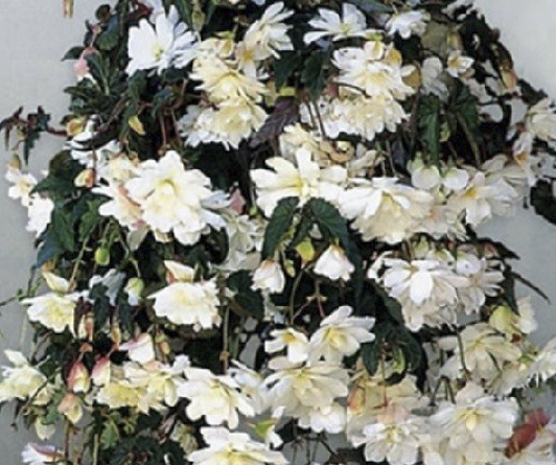 Луковица Яскрава Бегония свисающая Белый каскад 1 шт. 