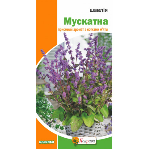 Семена Яскрава шалфей Мускатный