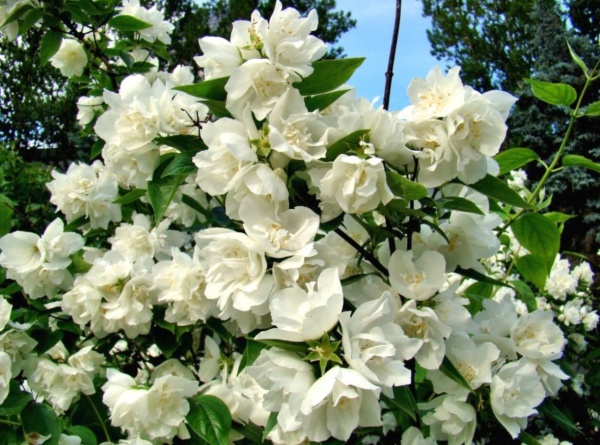 Растение Жасмин d17/h75