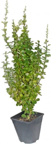 Саженец MegaPlant Барбарис Тунберга Erecta 30-50 см C2