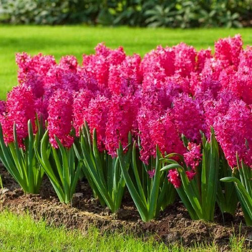 Цибулина Яскрава Jan Bos 2 шт. 