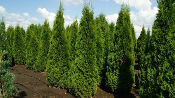Растение Туя/ Thuja occidentalis Dziak С3, Н15-25
