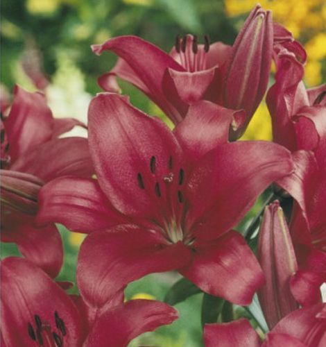 Луковица Яскрава Лилия LA гибрид Fangio 1 шт.