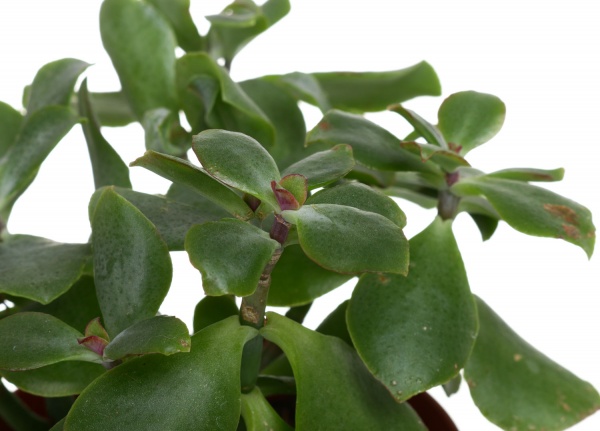 Рослина красула mix basic 12/18