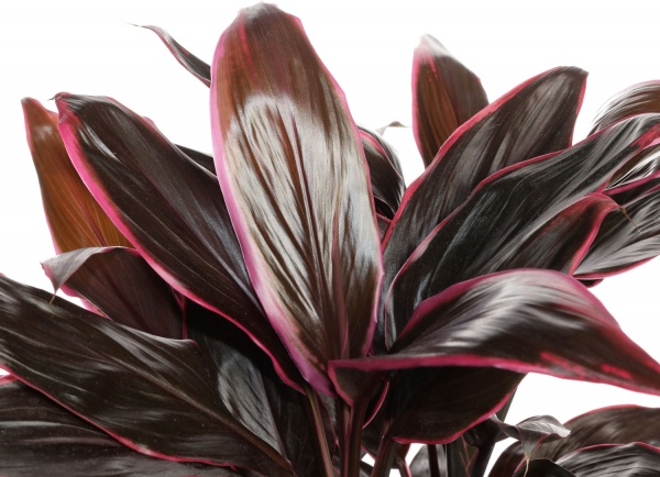 Растение комнатное Корделина 21/60 микс